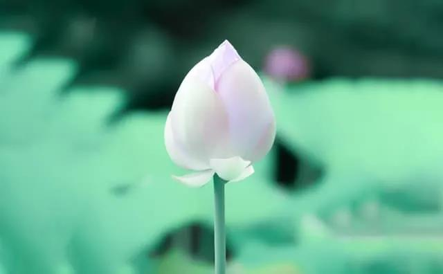 【节日特辑】二十四节气·夏至