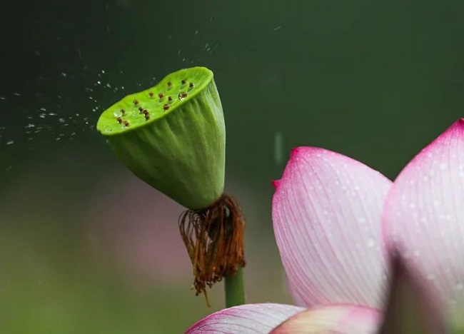华邦瀛集团二十四节气特辑